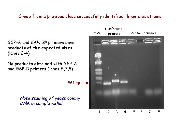 Group from a previous class successfully identified three met strains MW GSP/KANBR primers GSP