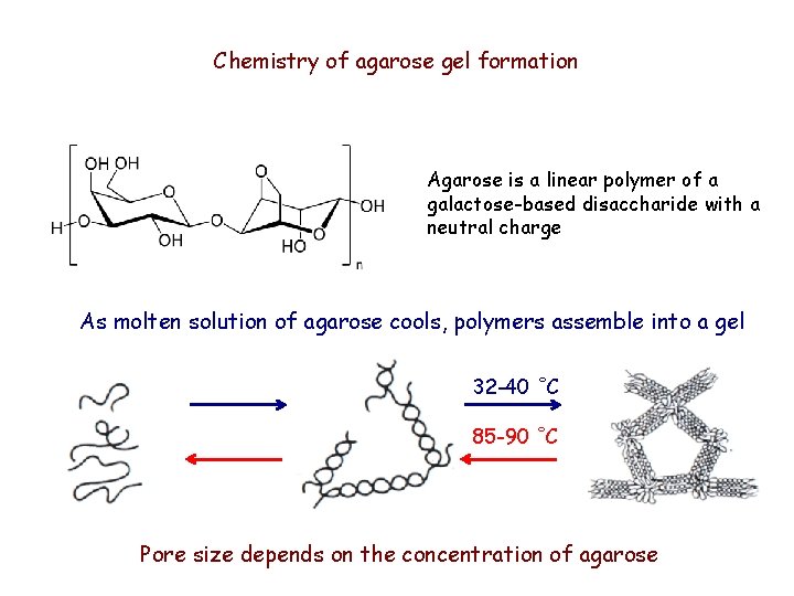 Chemistry of agarose gel formation Agarose is a linear polymer of a galactose-based disaccharide