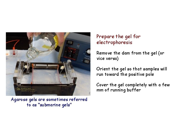 Prepare the gel for electrophoresis Remove the dam from the gel (or vice versa)