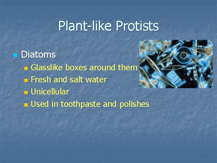 Plant-like Protists n Diatoms Glasslike boxes around them n Fresh and salt water n