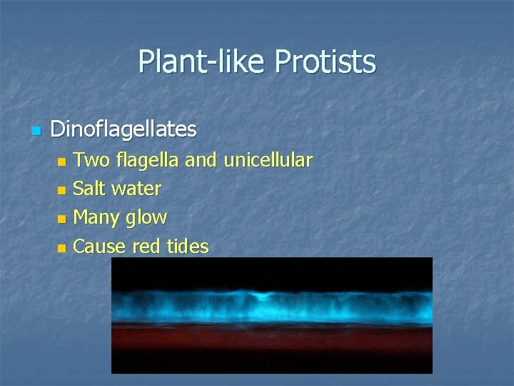 Plant-like Protists n Dinoflagellates Two flagella and unicellular n Salt water n Many glow