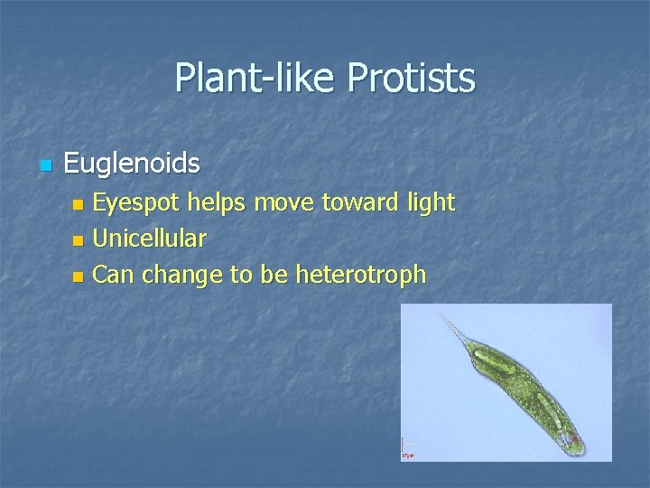 Plant-like Protists n Euglenoids Eyespot helps move toward light n Unicellular n Can change