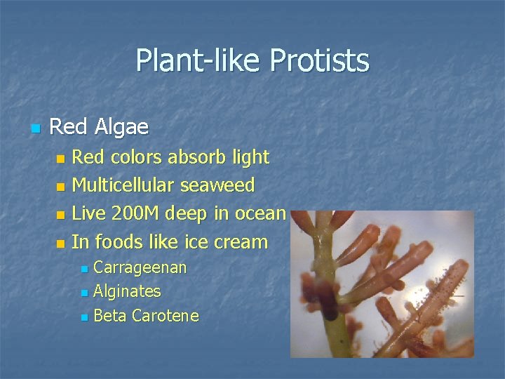 Plant-like Protists n Red Algae Red colors absorb light n Multicellular seaweed n Live