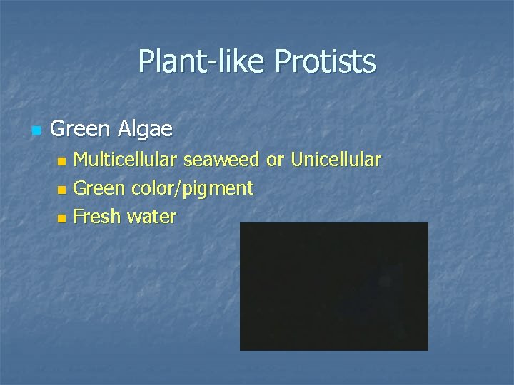 Plant-like Protists n Green Algae Multicellular seaweed or Unicellular n Green color/pigment n Fresh