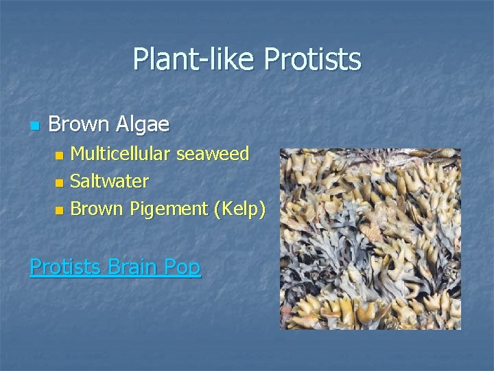 Plant-like Protists n Brown Algae Multicellular seaweed n Saltwater n Brown Pigement (Kelp) n