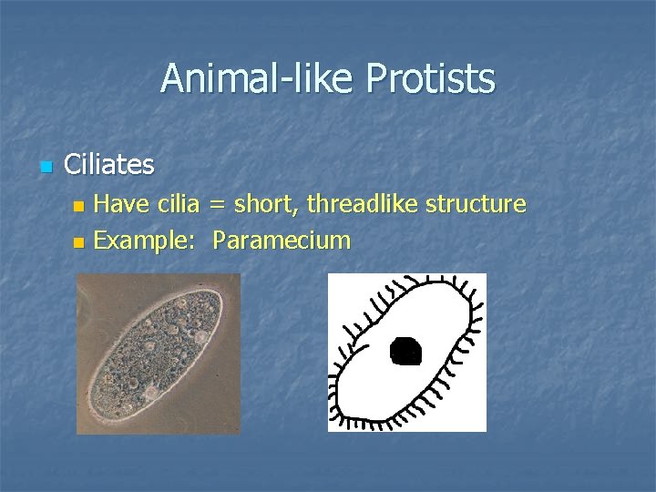 Animal-like Protists n Ciliates Have cilia = short, threadlike structure n Example: Paramecium n
