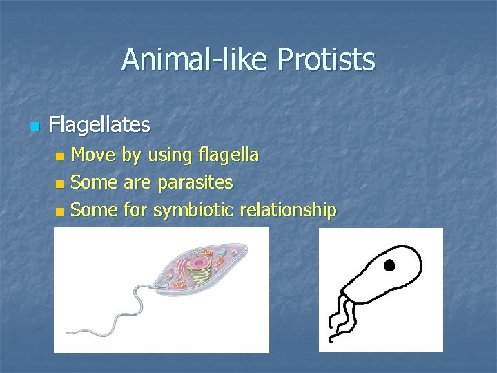 Animal-like Protists n Flagellates Move by using flagella n Some are parasites n Some