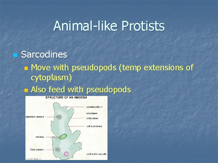 Animal-like Protists n Sarcodines Move with pseudopods (temp extensions of cytoplasm) n Also feed