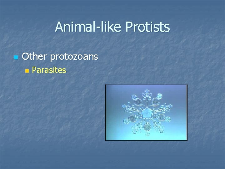 Animal-like Protists n Other protozoans n Parasites 