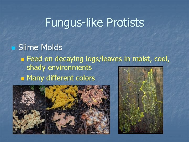 Fungus-like Protists n Slime Molds Feed on decaying logs/leaves in moist, cool, shady environments