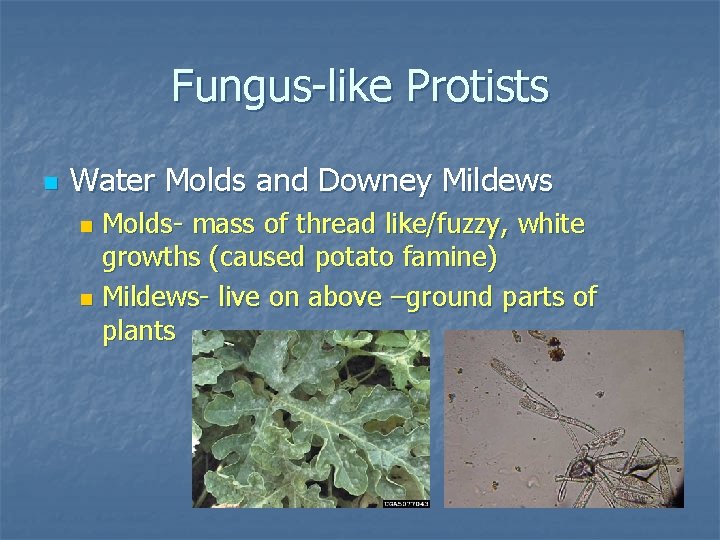 Fungus-like Protists n Water Molds and Downey Mildews Molds- mass of thread like/fuzzy, white
