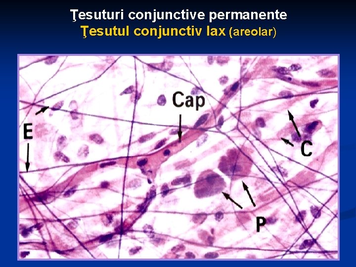 Ţesuturi conjunctive permanente Ţesutul conjunctiv lax (areolar) 