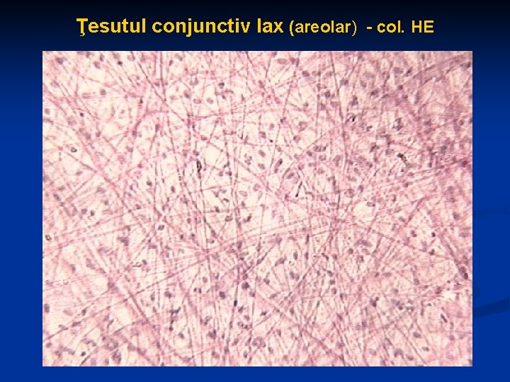 Ţesutul conjunctiv lax (areolar) - col. HE 