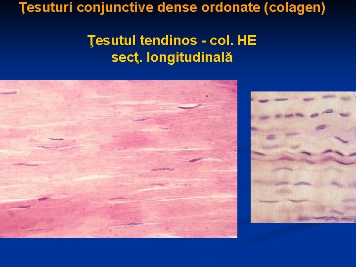 Ţesuturi conjunctive dense ordonate (colagen) Ţesutul tendinos - col. HE secţ. longitudinală 