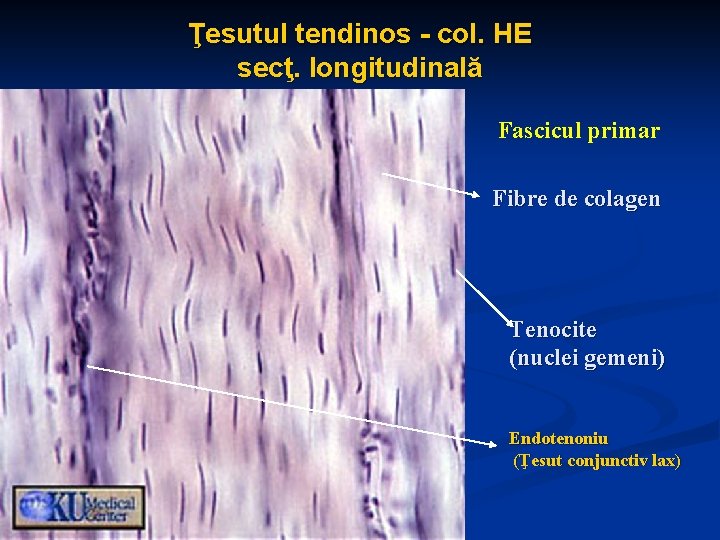 Ţesutul tendinos - col. HE secţ. longitudinală Fascicul primar Fibre de colagen Tenocite (nuclei