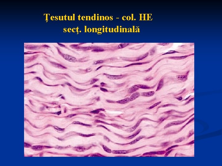 Ţesutul tendinos - col. HE secţ. longitudinală 
