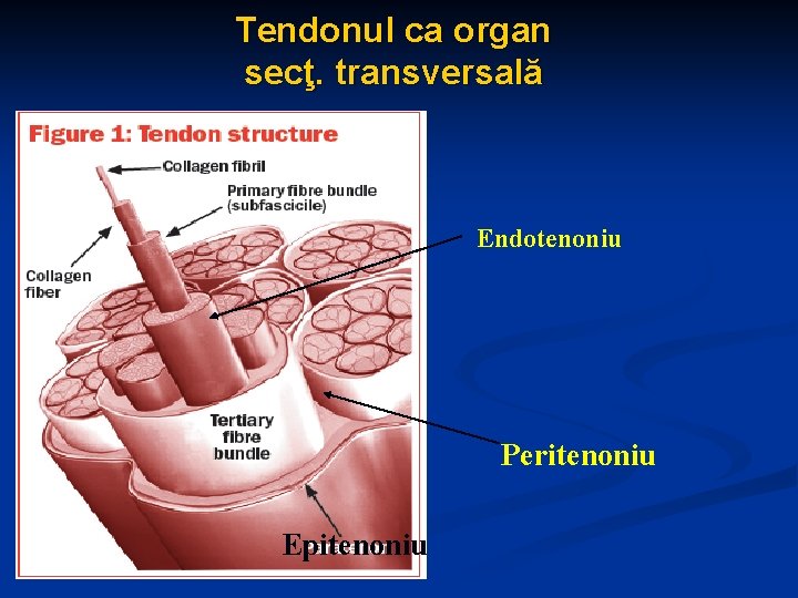 Tendonul ca organ secţ. transversală Endotenoniu Peritenoniu Epitenoniu 