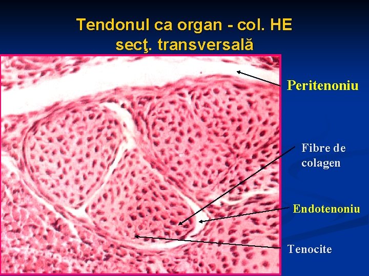 Tendonul ca organ - col. HE secţ. transversală Peritenoniu Fibre de colagen Endotenoniu Tenocite