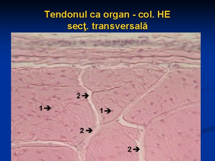 Tendonul ca organ - col. HE secţ. transversală 