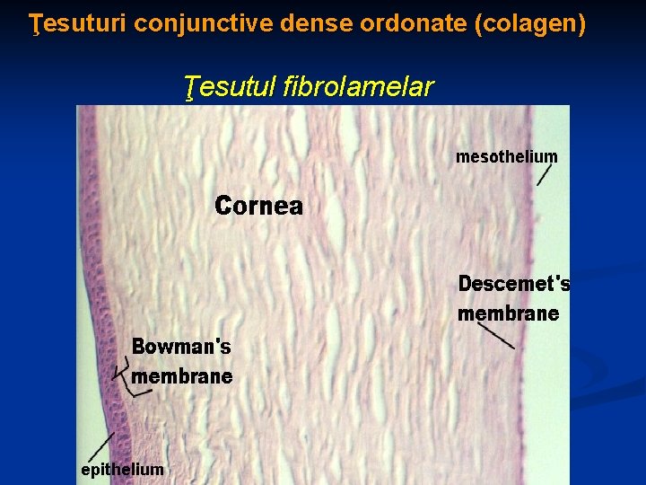 Ţesuturi conjunctive dense ordonate (colagen) Ţesutul fibrolamelar 