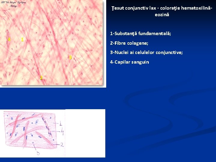 Ţesut conjunctiv lax - coloraţie hematoxilinăeozină 1 -Substanţă fundamentală; 2 -Fibre colagene; 3 -Nuclei
