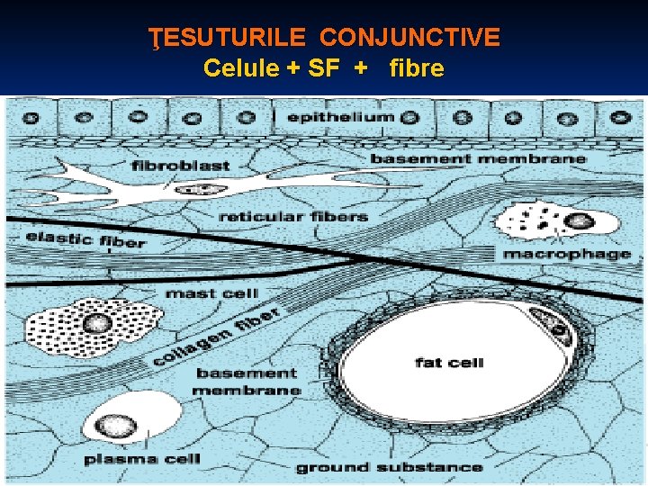 ŢESUTURILE CONJUNCTIVE Celule + SF + fibre 