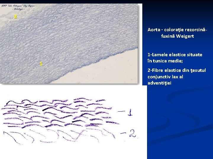 Aorta - coloraţie rezorcinăfuxină Weigert 1 -Lamele elastice situate în tunica medie; 2 -Fibre