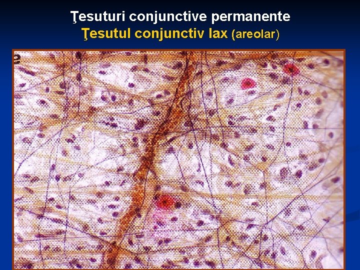 Ţesuturi conjunctive permanente Ţesutul conjunctiv lax (areolar) 