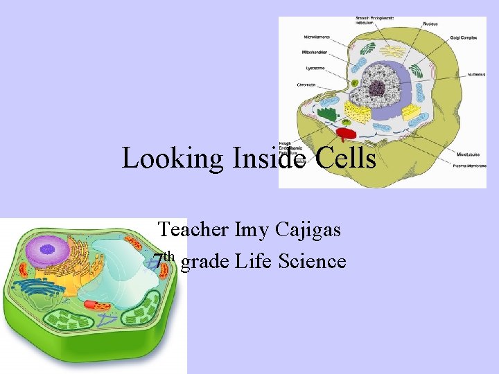 Looking Inside Cells Teacher Imy Cajigas 7 th grade Life Science 