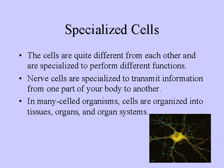 Specialized Cells • The cells are quite different from each other and are specialized