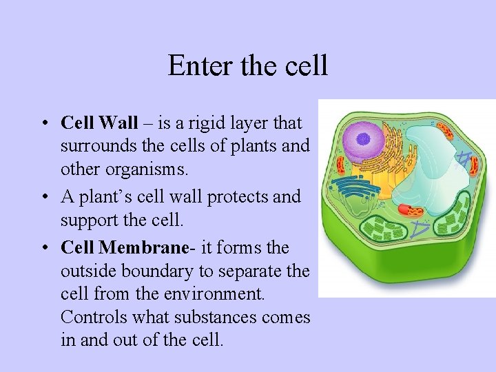 Enter the cell • Cell Wall – is a rigid layer that surrounds the
