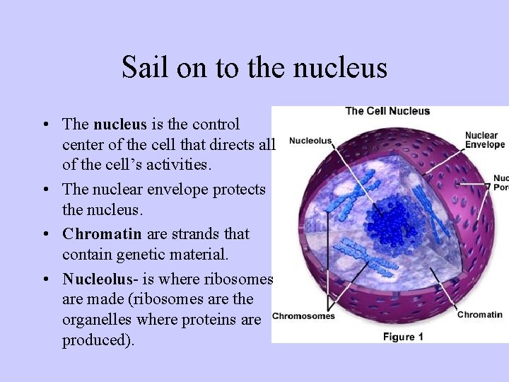 Sail on to the nucleus • The nucleus is the control center of the