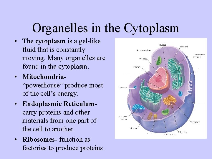 Organelles in the Cytoplasm • The cytoplasm is a gel-like fluid that is constantly