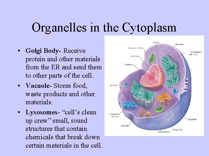 Organelles in the Cytoplasm • Golgi Body- Receive protein and other materials from the