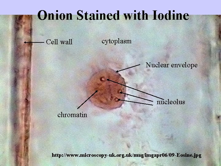 Onion Stained with Iodine Cell wall cytoplasm Nuclear envelope nucleolus chromatin http: //www. microscopy-uk.