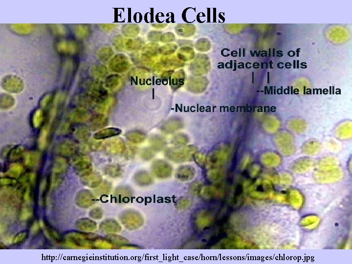 Elodea Cells http: //carnegieinstitution. org/first_light_case/horn/lessons/images/chlorop. jpg 