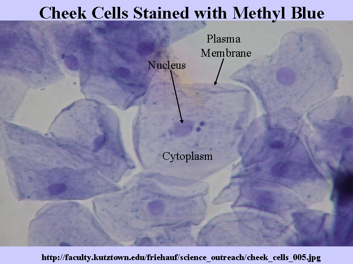 Cheek Cells Stained with Methyl Blue Nucleus Plasma Membrane Cytoplasm http: //faculty. kutztown. edu/friehauf/science_outreach/cheek_cells_005.