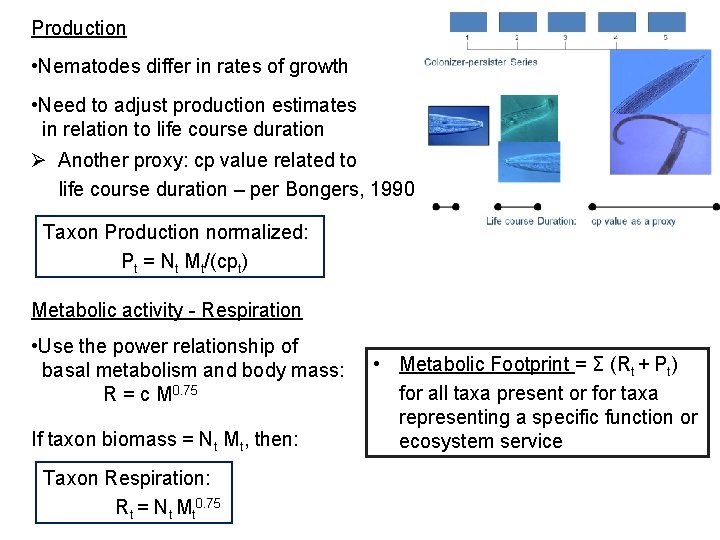 Production • Nematodes differ in rates of growth • Need to adjust production estimates