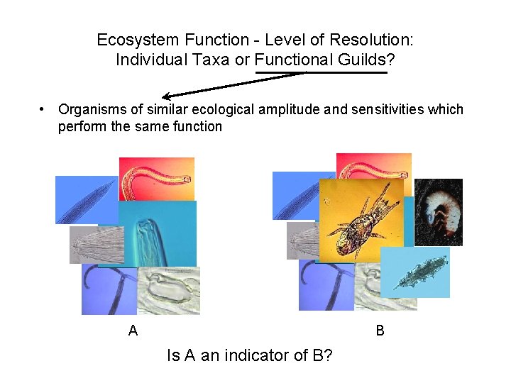 Ecosystem Function - Level of Resolution: Individual Taxa or Functional Guilds? • Organisms of