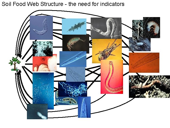 Soil Food Web Structure - the need for indicators 