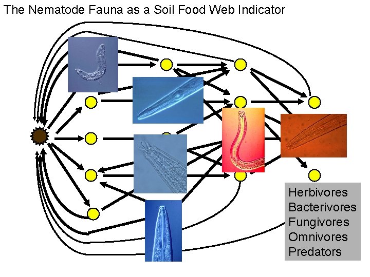 The Nematode Fauna as a Soil Food Web Indicator Herbivores Bacterivores Fungivores Omnivores Predators