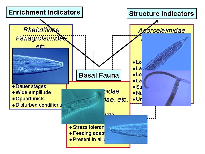 Enrichment Indicators Rhabditidae Panagrolaimidae etc. ¨Short lifecycle ¨Small/ Mod. body size ¨High fecundity ¨Small