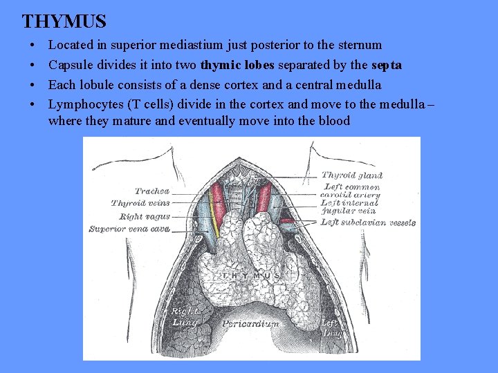 THYMUS • • Located in superior mediastium just posterior to the sternum Capsule divides