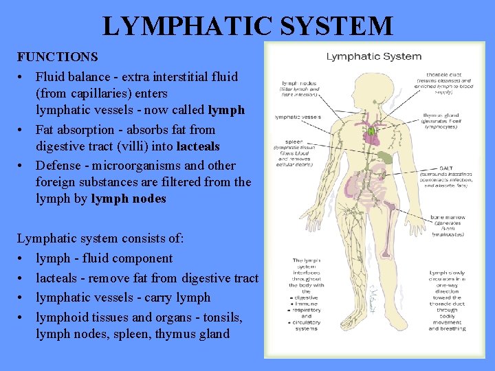 LYMPHATIC SYSTEM FUNCTIONS • Fluid balance - extra interstitial fluid (from capillaries) enters lymphatic
