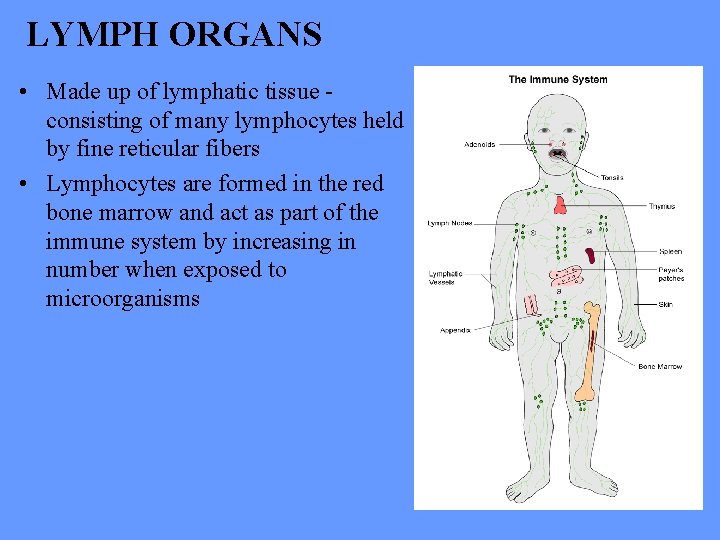 LYMPH ORGANS • Made up of lymphatic tissue consisting of many lymphocytes held by