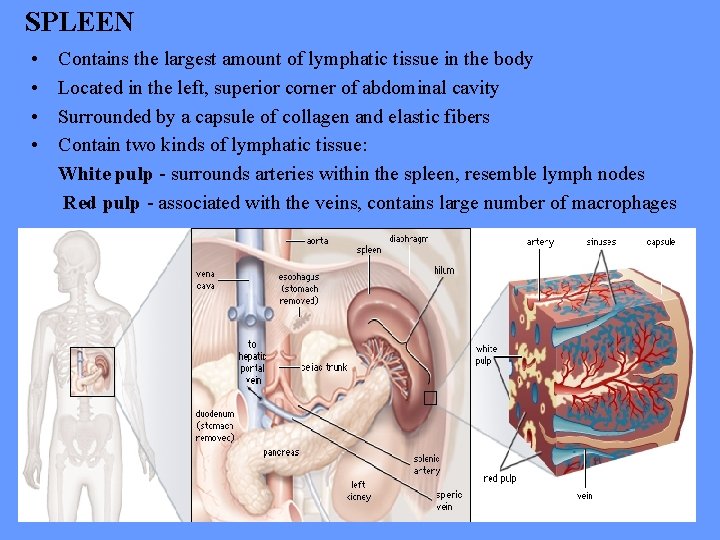 SPLEEN • • Contains the largest amount of lymphatic tissue in the body Located