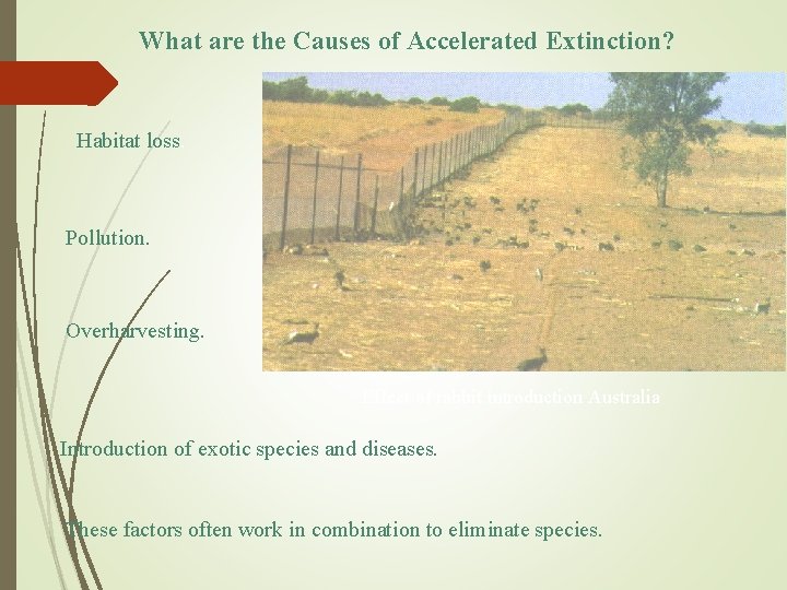 What are the Causes of Accelerated Extinction? Habitat loss. Pollution. Overharvesting. Effect of rabbit