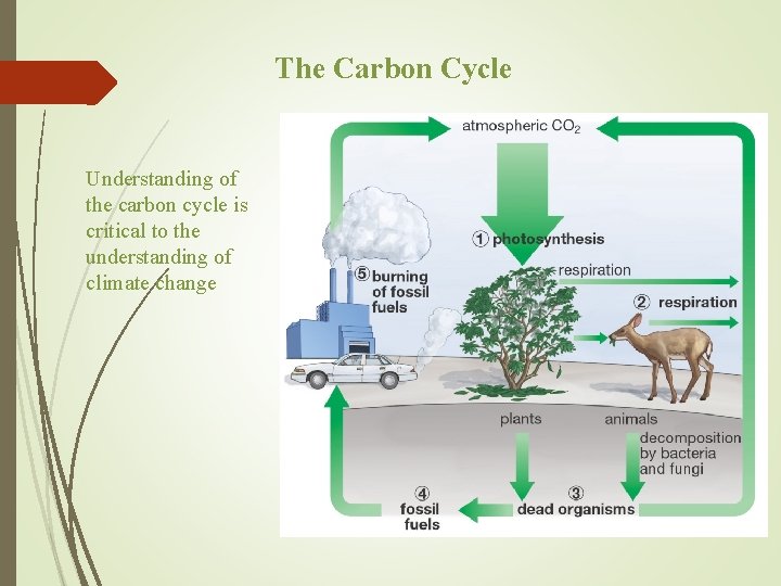 The Carbon Cycle Understanding of the carbon cycle is critical to the understanding of