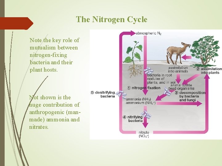 The Nitrogen Cycle Note the key role of mutualism between nitrogen-fixing bacteria and their