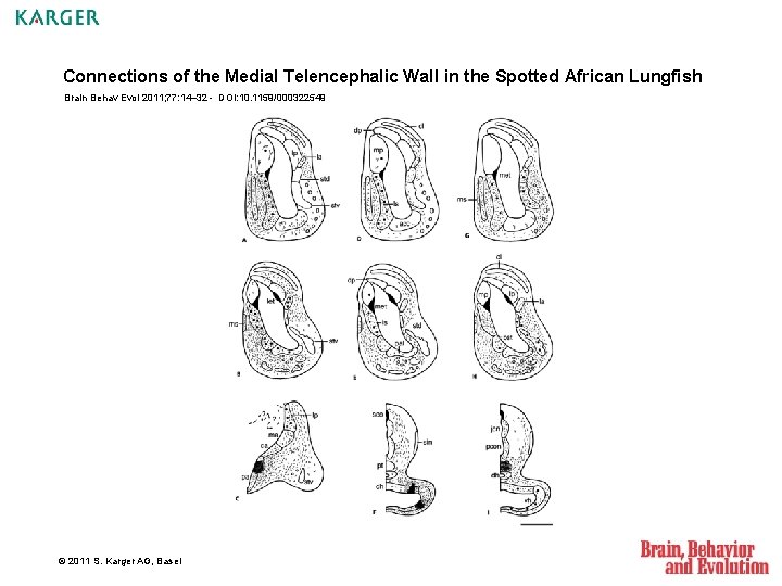 Connections of the Medial Telencephalic Wall in the Spotted African Lungfish Brain Behav Evol